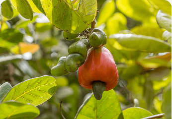 Agricultural commodities